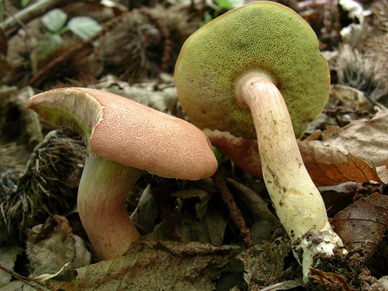 419 Agosto vecchio ritrovamento